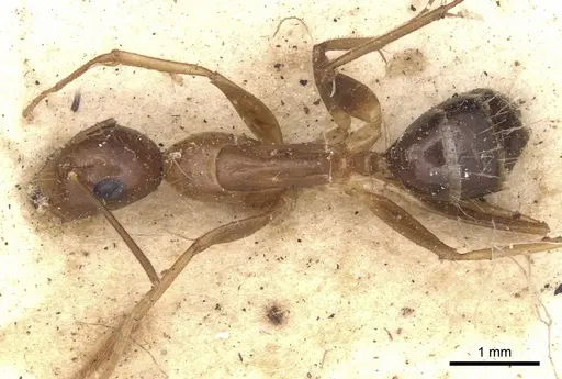 Camponotus subtilis specimen CASENT0901890 image casent0901890_1