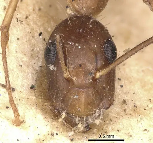 Camponotus subtilis specimen CASENT0901890 image casent0901890_2