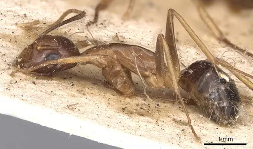 Camponotus subtilis specimen CASENT0901890 image casent0901890_3