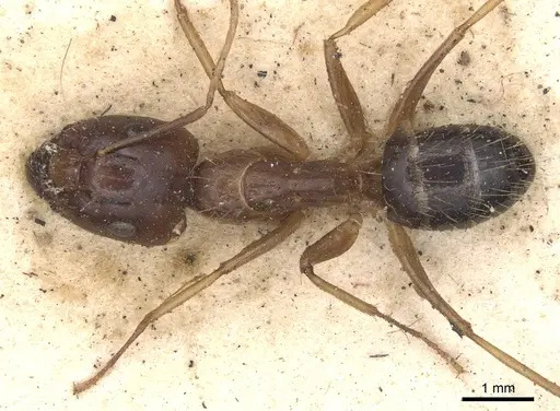 Camponotus subtilis specimen CASENT0901891 image casent0901891_1