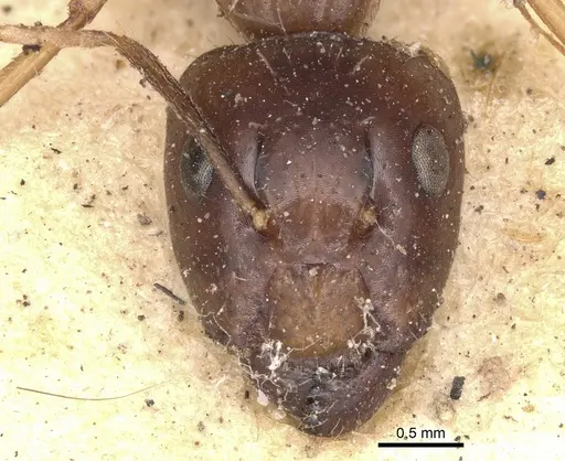 Camponotus subtilis specimen CASENT0901891 image casent0901891_2