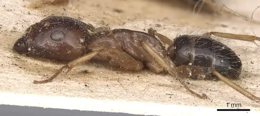 Camponotus subtilis specimen CASENT0901891 image casent0901891_3