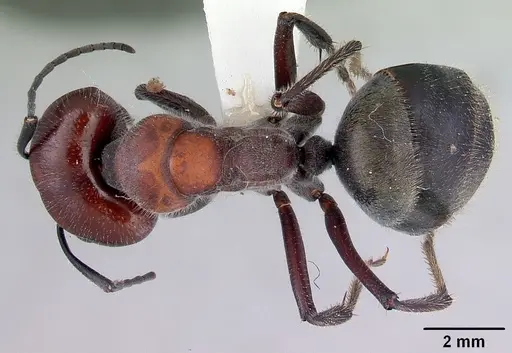 Camponotus suffusus specimen CASENT0172142 image casent0172142_1