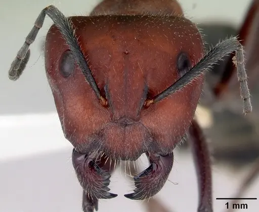 Camponotus suffusus specimen CASENT0172142 image casent0172142_2