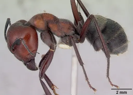 Camponotus suffusus specimen CASENT0172142 image casent0172142_3