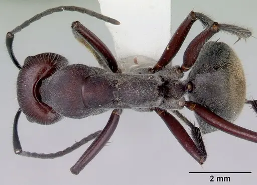 Camponotus suffusus specimen CASENT0172143 image casent0172143_1