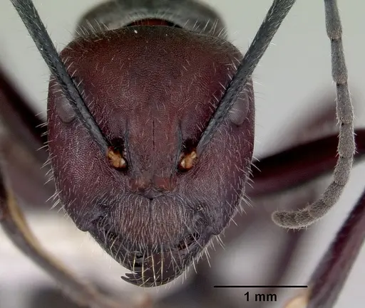 Camponotus suffusus specimen CASENT0172143 image casent0172143_2