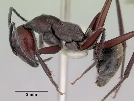 Camponotus suffusus specimen CASENT0172143 image casent0172143_3