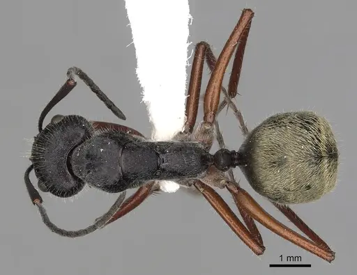 Camponotus suffusus specimen CASENT0280212 image casent0280212_1