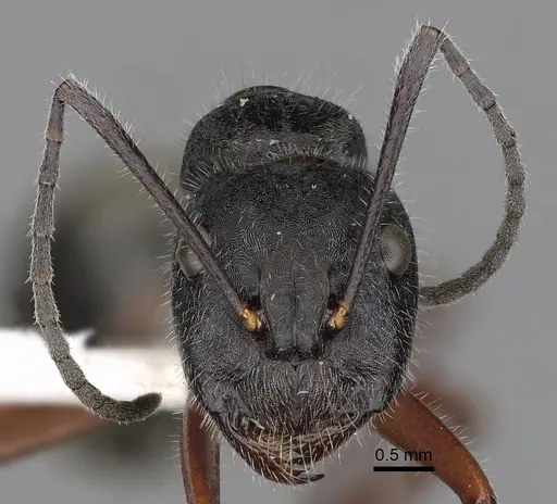 Camponotus suffusus specimen CASENT0280212 image casent0280212_2