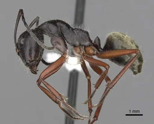 Camponotus suffusus specimen CASENT0280212 image casent0280212_3
