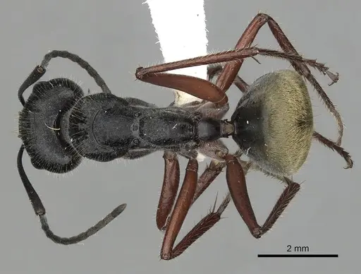 Camponotus suffusus specimen CASENT0280213 image casent0280213_1