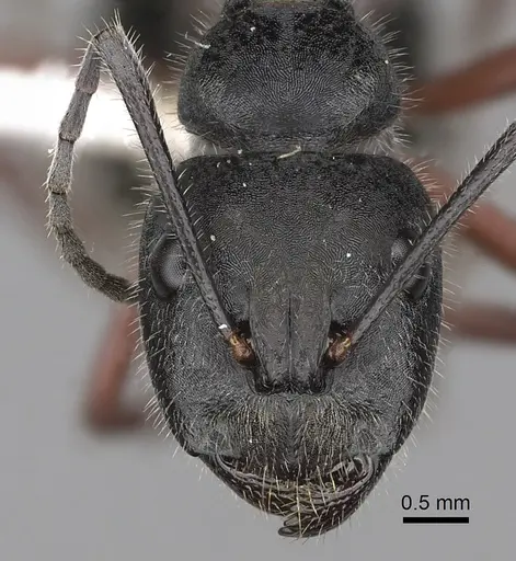 Camponotus suffusus specimen CASENT0280213 image casent0280213_2