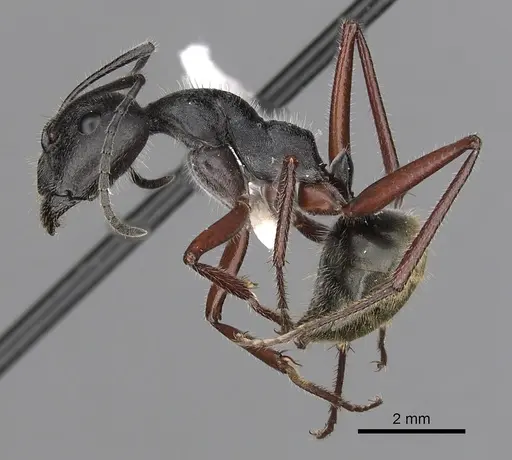 Camponotus suffusus specimen CASENT0280213 image casent0280213_3