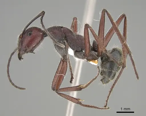 Camponotus suffusus specimen CASENT0887711 image casent0887711_1