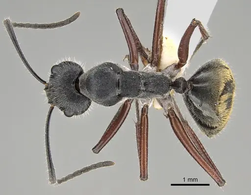 Camponotus suffusus specimen CASENT0887730 image casent0887730_1