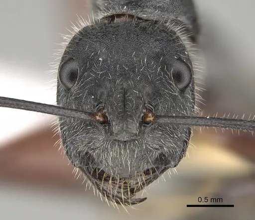 Camponotus suffusus specimen CASENT0887730 image casent0887730_2