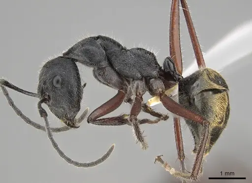 Camponotus suffusus specimen CASENT0887730 image casent0887730_3