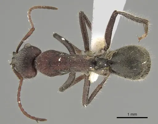 Camponotus suffusus specimen CASENT0887731 image casent0887731_1