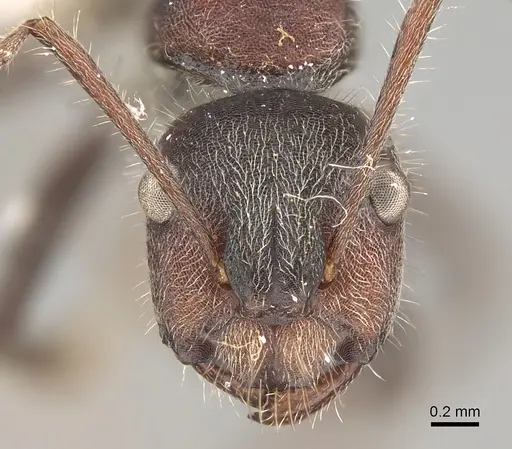 Camponotus suffusus specimen CASENT0887731 image casent0887731_2
