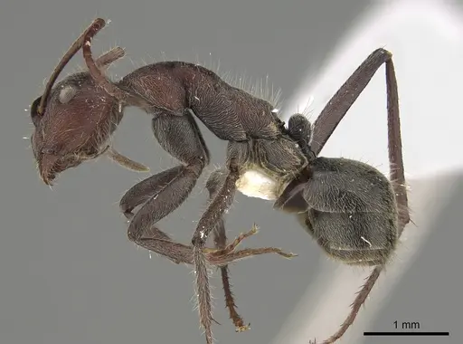Camponotus suffusus specimen CASENT0887731 image casent0887731_3