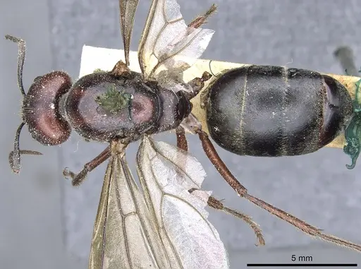 Camponotus suffusus specimen CASENT0903546 image casent0903546_1