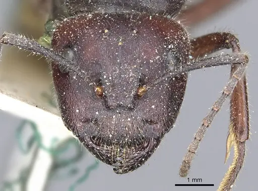 Camponotus suffusus specimen CASENT0903546 image casent0903546_2