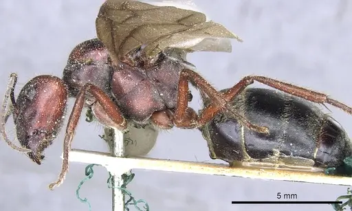 Camponotus suffusus specimen CASENT0903546 image casent0903546_3