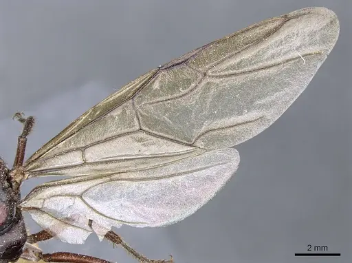 Camponotus suffusus specimen CASENT0903546 image casent0903546_4