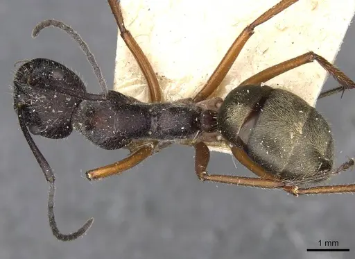 Camponotus suffusus specimen CASENT0910412 image casent0910412_1