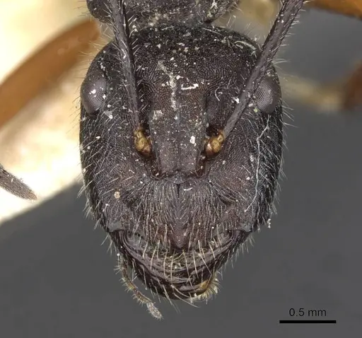 Camponotus suffusus specimen CASENT0910412 image casent0910412_2