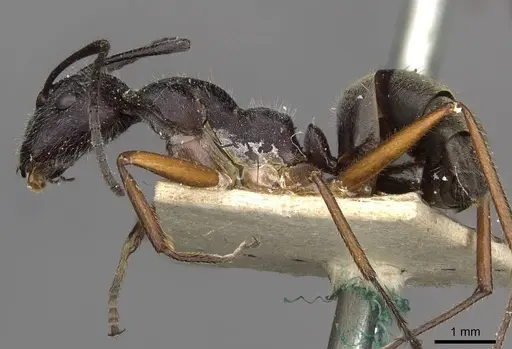 Camponotus suffusus specimen CASENT0910412 image casent0910412_3