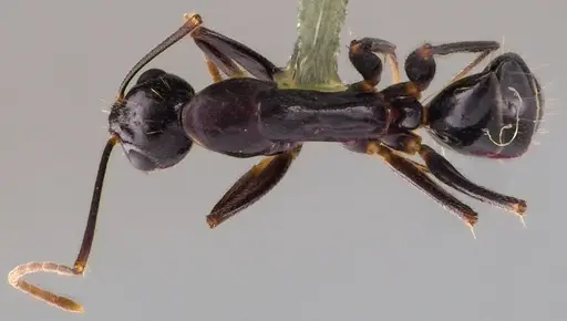 Camponotus sylvaticus specimen ANTWEB1041874 image antweb1041874_1