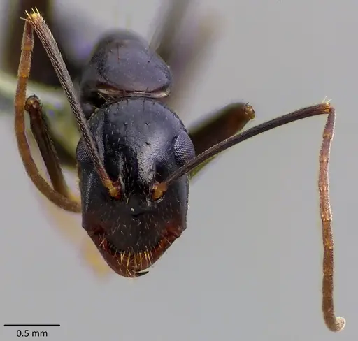 Camponotus sylvaticus specimen ANTWEB1041874 image antweb1041874_2