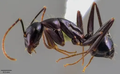 Camponotus sylvaticus specimen ANTWEB1041874 image antweb1041874_3