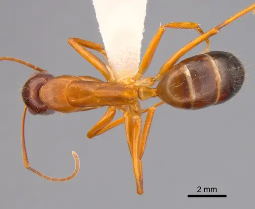 Camponotus sylvaticus specimen CASENT0882019 image casent0882019_1