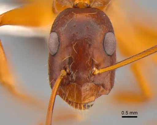 Camponotus sylvaticus specimen CASENT0882019 image casent0882019_2