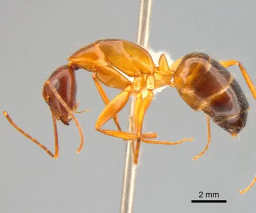 Camponotus sylvaticus specimen CASENT0882019 image casent0882019_3
