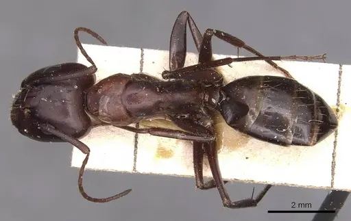 Camponotus sylvaticus specimen CASENT0905294 image casent0905294_1