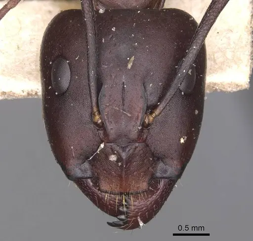 Camponotus sylvaticus specimen CASENT0905294 image casent0905294_2