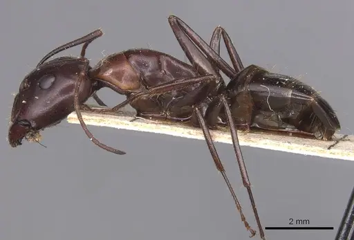 Camponotus sylvaticus specimen CASENT0905294 image casent0905294_3