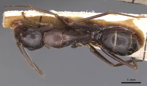 Camponotus sylvaticus specimen CASENT0905295 image casent0905295_1