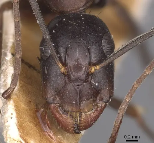 Camponotus sylvaticus specimen CASENT0905295 image casent0905295_2