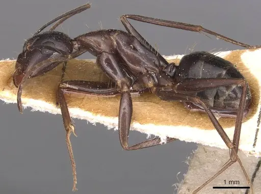 Camponotus sylvaticus specimen CASENT0905295 image casent0905295_3