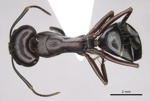 Camponotus sylvaticus specimen CASENT0906060 image casent0906060_1