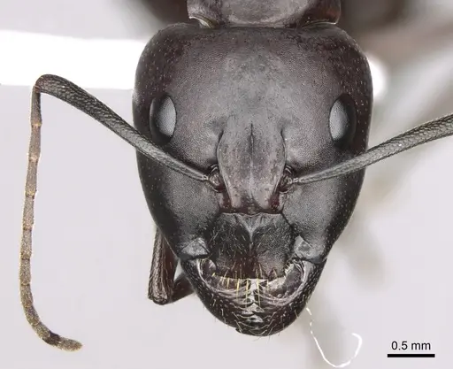 Camponotus sylvaticus specimen CASENT0906060 image casent0906060_2