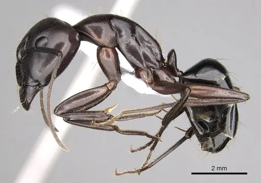 Camponotus sylvaticus specimen CASENT0906060 image casent0906060_3