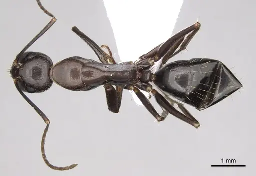 Camponotus sylvaticus specimen CASENT0906061 image casent0906061_1