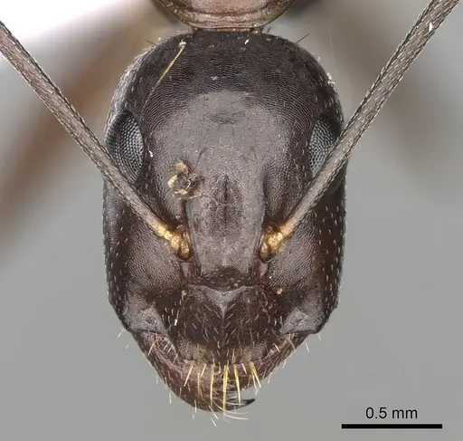 Camponotus sylvaticus specimen CASENT0906061 image casent0906061_2