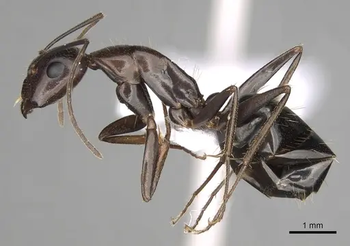 Camponotus sylvaticus specimen CASENT0906061 image casent0906061_3